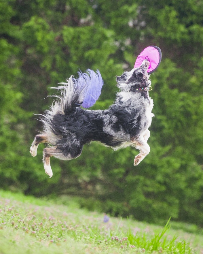 Dog Training
