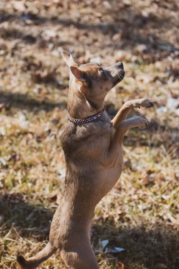 Webp.net-compress-image (14) Dog Training Services
